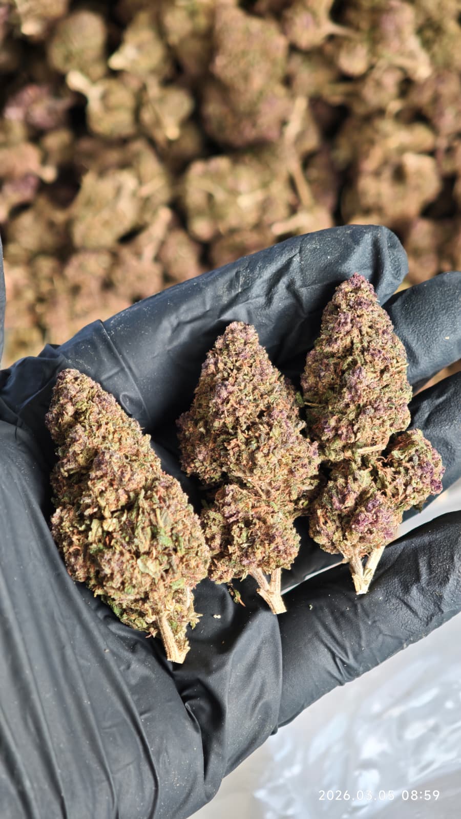 Flor T9HC Pineapple - löglegt kannabínóíð af næstu kynslóð