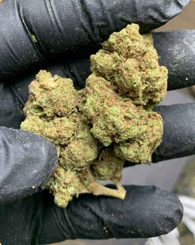 T9HC Big Fruit Premium blóm - Vottað hampafurð