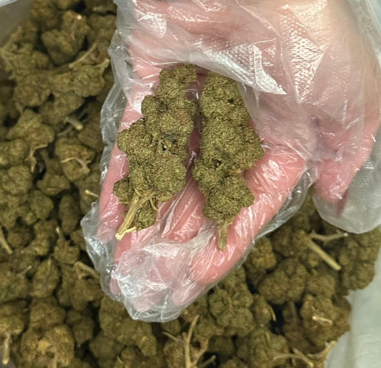 Gelato 41